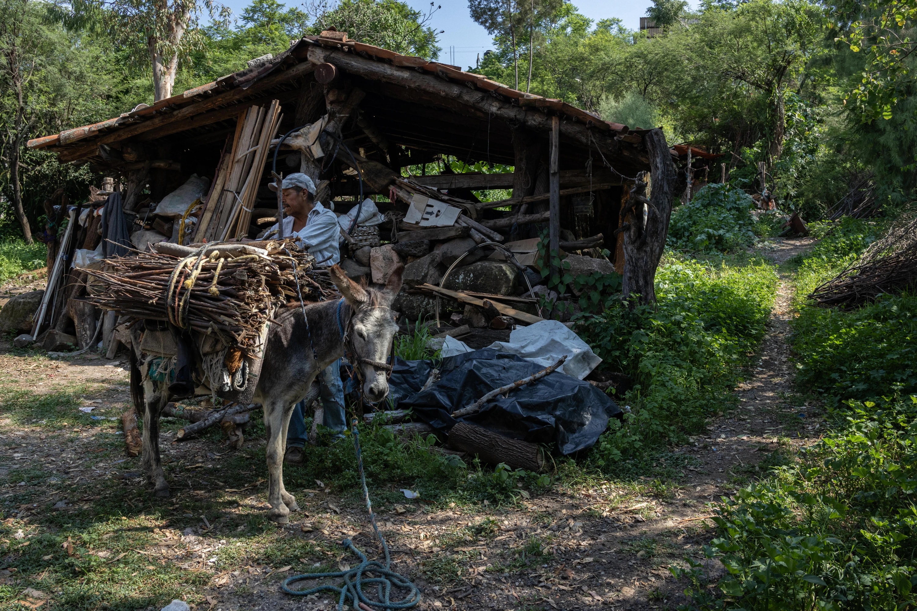 Un hombre junto a un burro cargado de leña frente a un cobertizo de madera, rodeados de vegetación